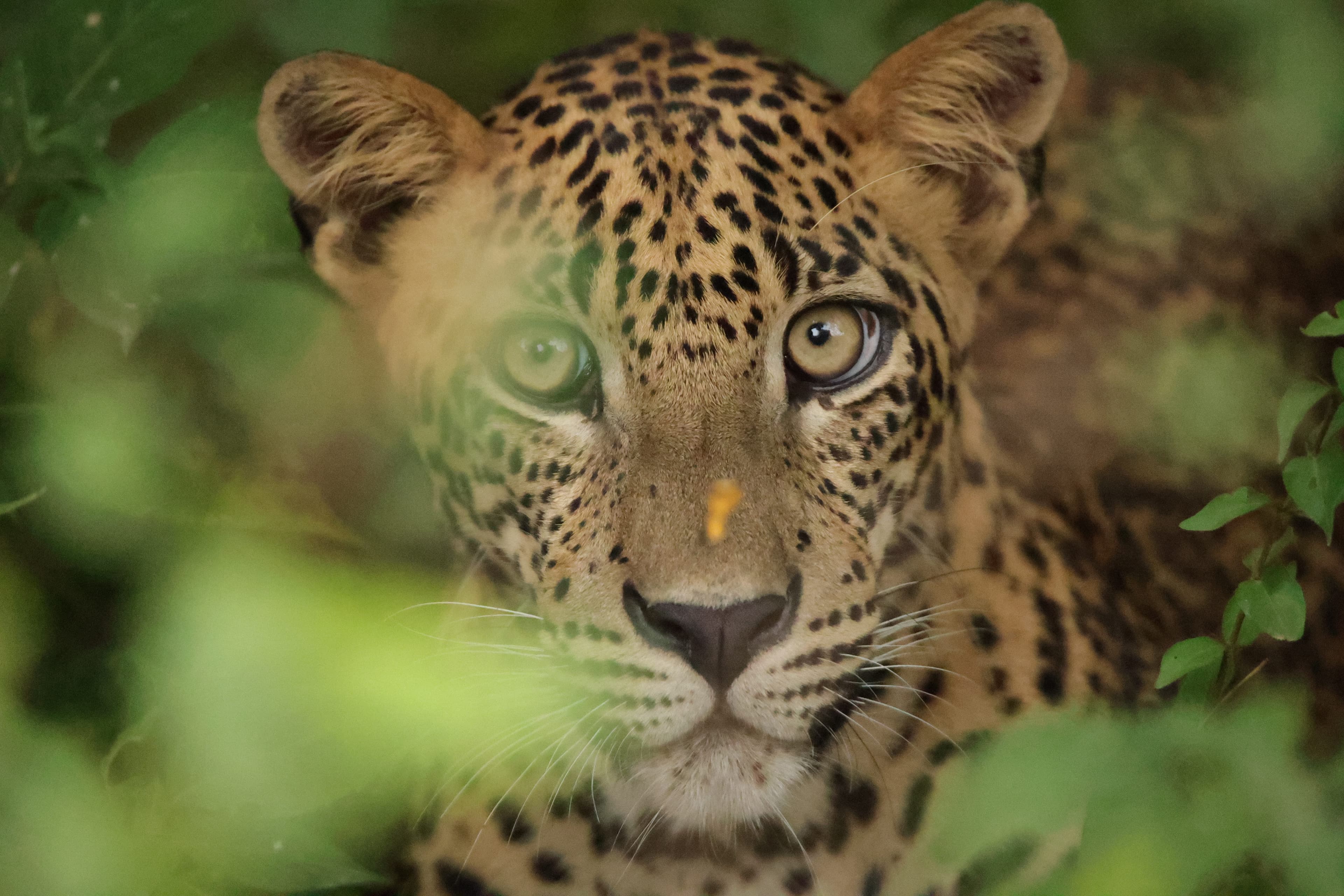Wildlife Tours